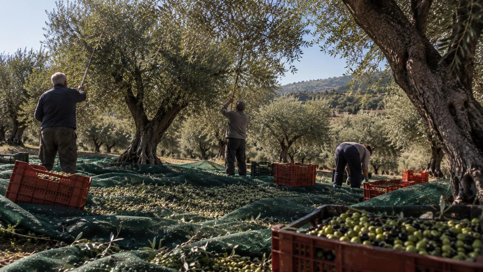 La récolte des olives : filets tendus sous les oliviers, cagettes, gaules et travail à la main