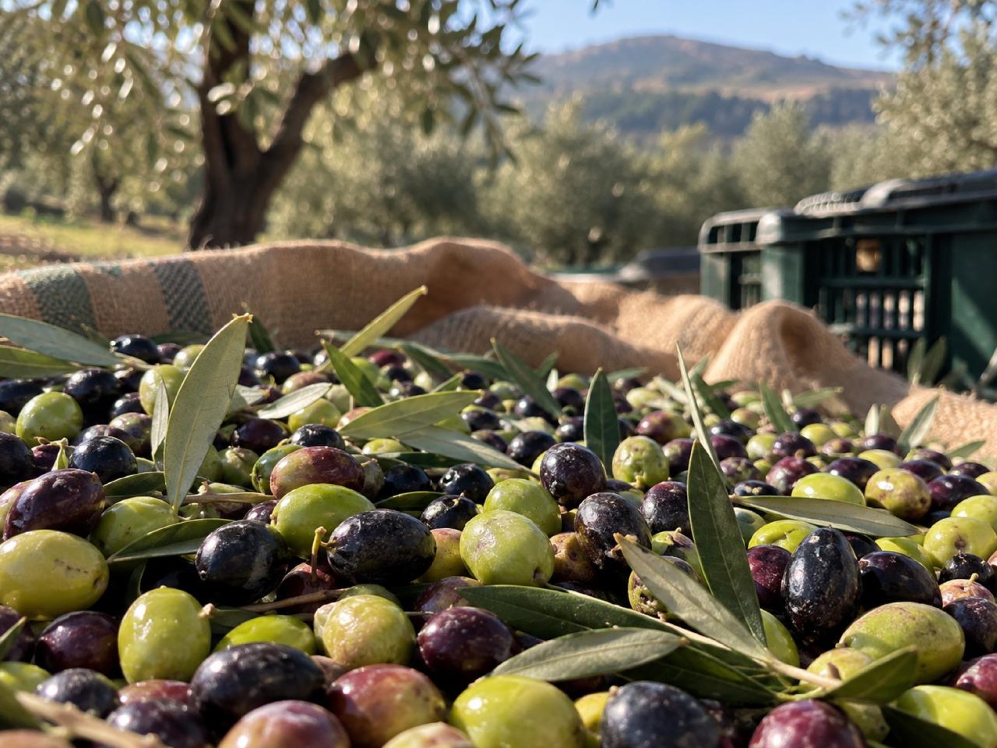 Olives fraîchement récoltées avec les collines du Crotonese en arrière-plan